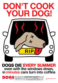 Don't leave your dog in your car in hot weather, they can die within minutes even with the windows open or parked in the shade. Expect to come back to a car with a smashed window and worse case scenario a dead dog Please repost! Thank you.