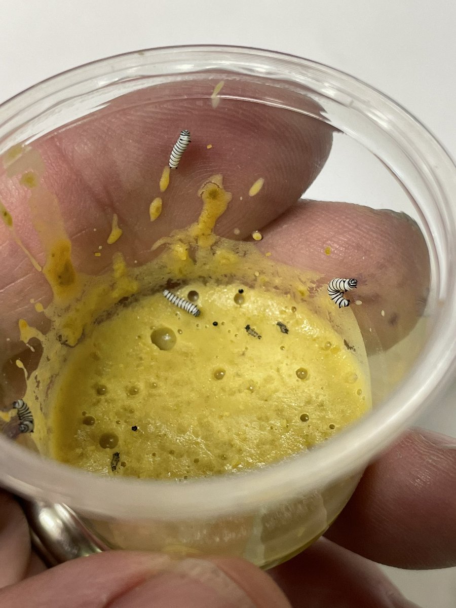 AEchoEnvEdAACPS's tweet photo. ⚠️Exciting news‼️
They’ve arrived!!! The monarch caterpillars 🐛 are here. 🤩
#AACPSFamily #belonggrowsucceed #monarchcaterpillars #happyfirstgraders #firstgradeprogram #excitingnews https://t.co/SbFXl3riTi