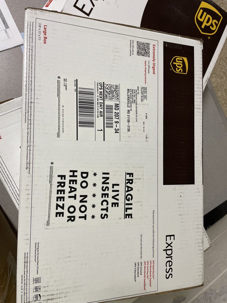 AEchoEnvEdAACPS's tweet photo. ⚠️Exciting news‼️
They’ve arrived!!! The monarch caterpillars 🐛 are here. 🤩
#AACPSFamily #belonggrowsucceed #monarchcaterpillars #happyfirstgraders #firstgradeprogram #excitingnews https://t.co/SbFXl3riTi