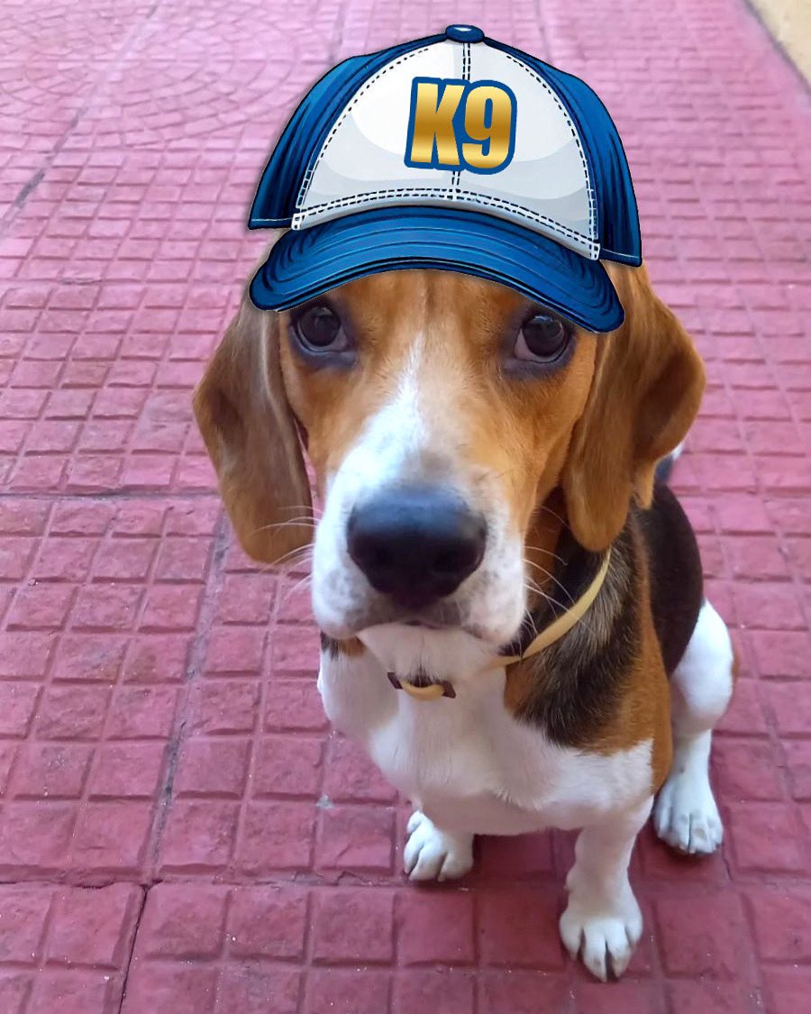 yourdog_gr's tweet photo. Say hi to Tommy 🧢🐾
Καλή σχολική χρονιά 🤓

#newdogschool #newstart #bringyourhat #studentoftheday #newstudent #hatsonbrainson #trainingdogs #teachingpeople #changinglives #k9training #yourdog #thessaloniki #skgstories https://t.co/jLERY7Me5S
