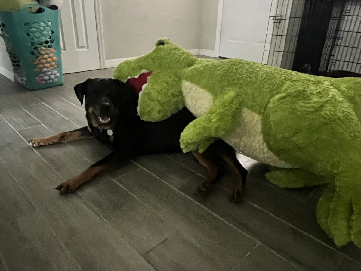 Look at the big giant stuffy I got! I’m pooped out from playing! #dogs #rottweiler #dogsofx