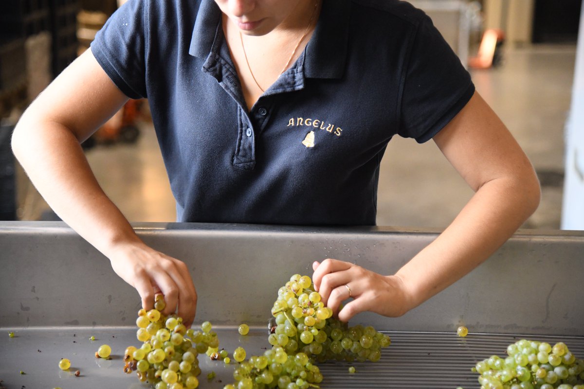 L'accueil de nos raisins blancs se fait au Chai Carillon, où nos équipes opèrent un tri méticuleux entre les raisins dédiés à notre cuvée Blanc du Milieu, et ceux sélectionnés pour le Grand Vin Blanc.