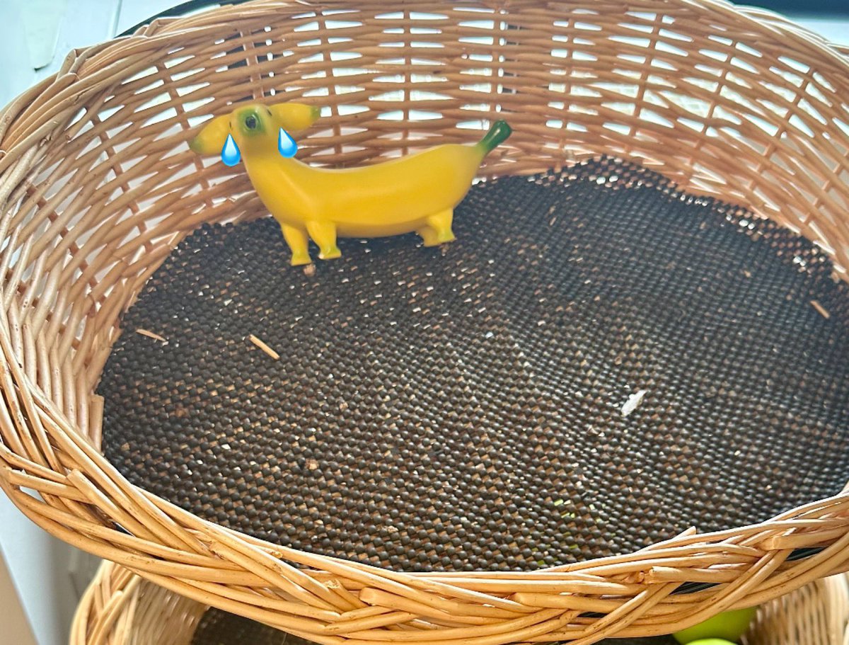 GoingBananasDog's tweet photo. So sad. A bunch of my friends peeled out. Alone again. 😭🍌🐕 #abandoned https://t.co/dS5tLReBm4