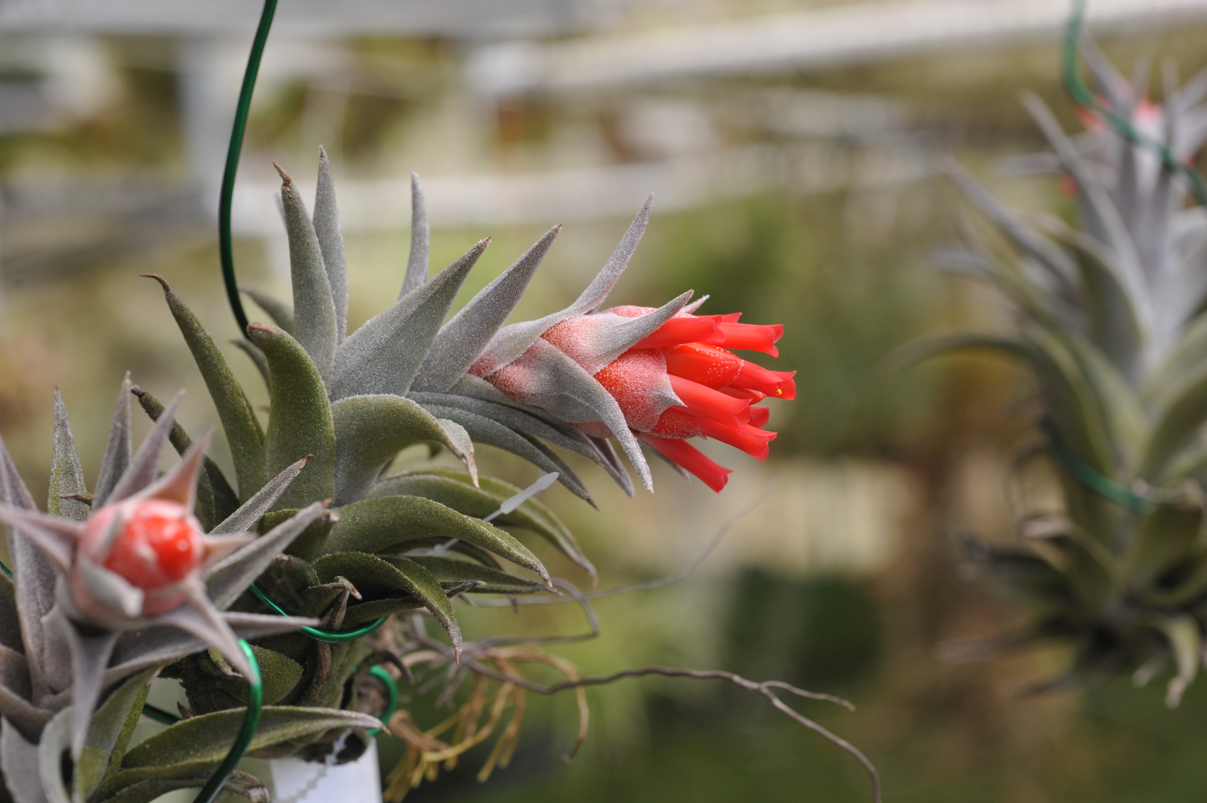 ティランジア Ty fatso Rainforest Flora Tillandsia 'Ty' – Rainforest Flora