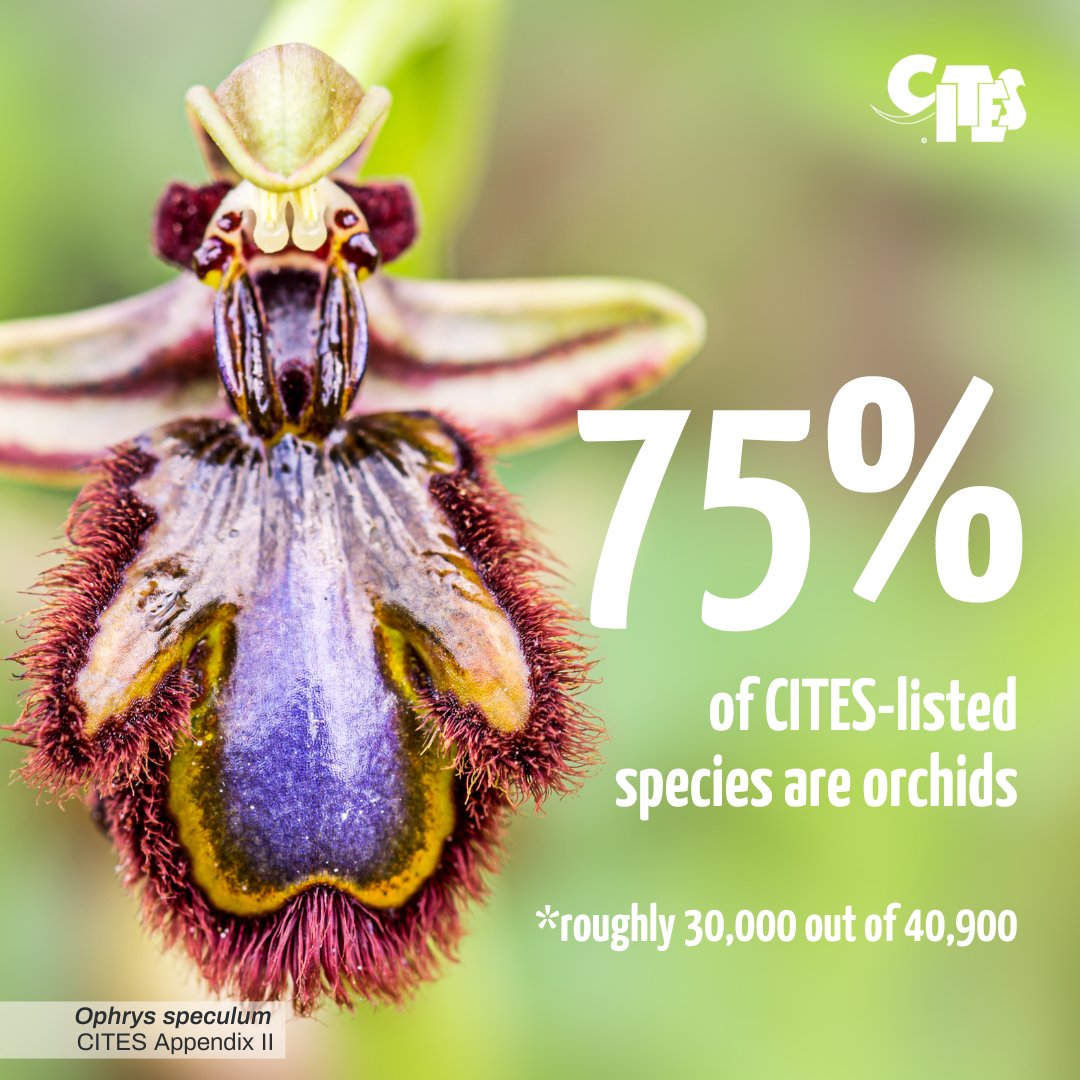 #DidYouKnow that #orchids comprise about 75% of CITES-listed species? Happy International #OrchidDay! 🀣
