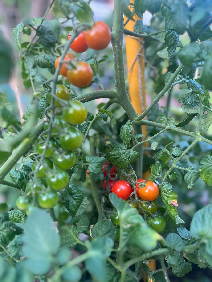 FSampers's tweet image. A beautiful night celebrating the launch of @openhouselondon 2024 🏢🏫🏛️ and consider the future of our built environment

“In challenging times being open means being united”