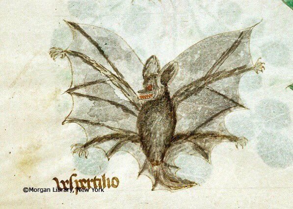 WeirdMedieval's tweet photo. normal bat, italy, 14th century https://t.co/eFZ147lk9P