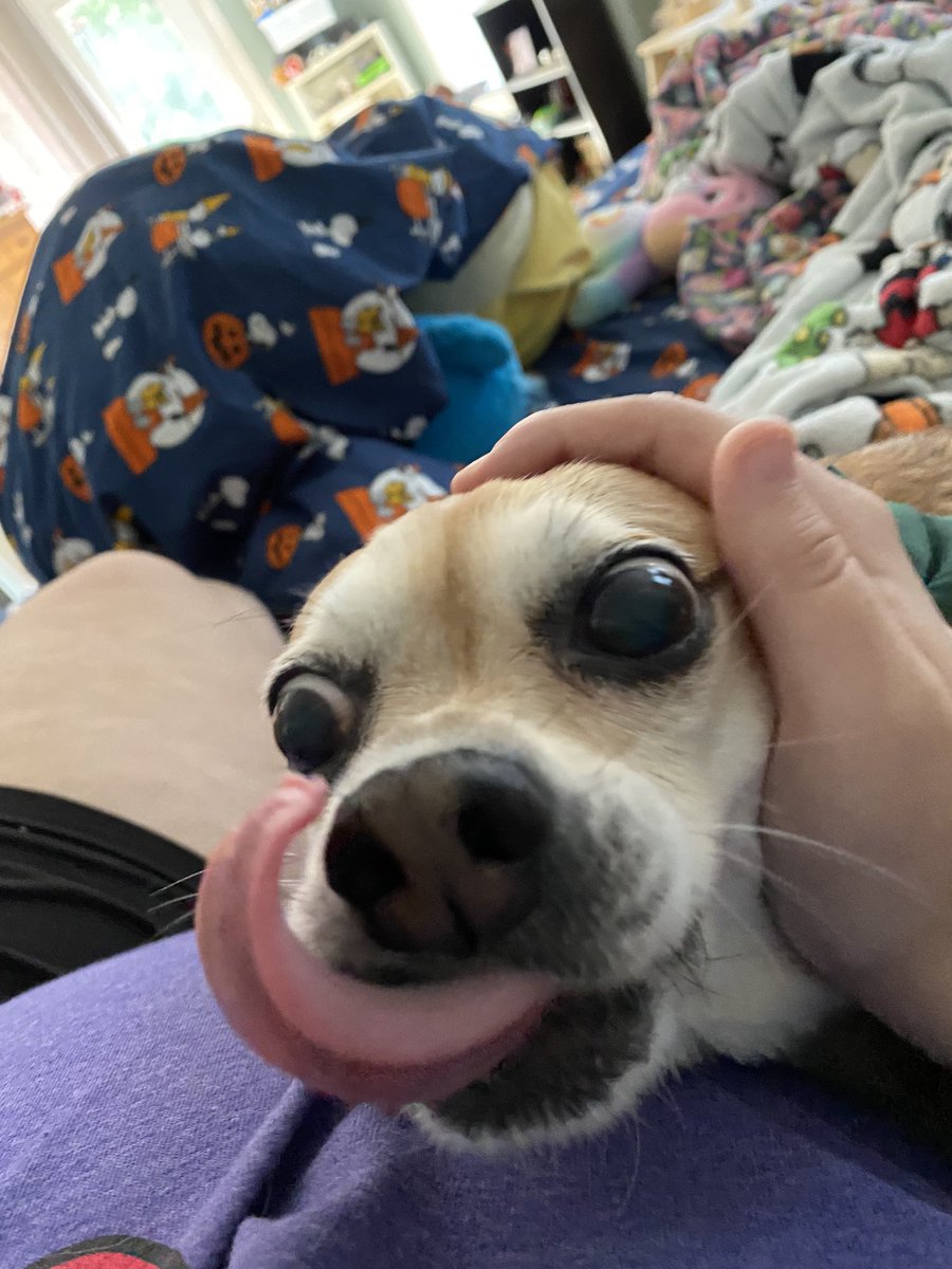 Booloocrew's tweet image. HIMB TOUNGE GO ↖️⬆️↗️↙️⬇️↘️ #derpydog #derpdog #babydog #blep