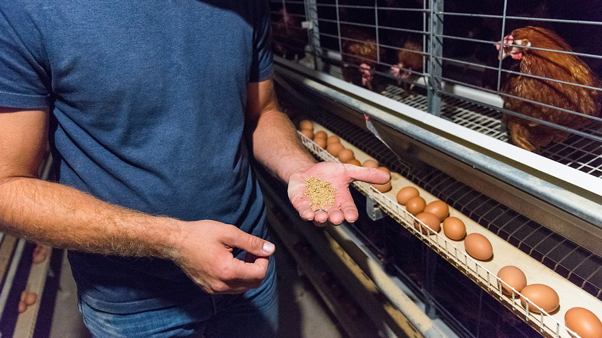Egg Farmers tweet media