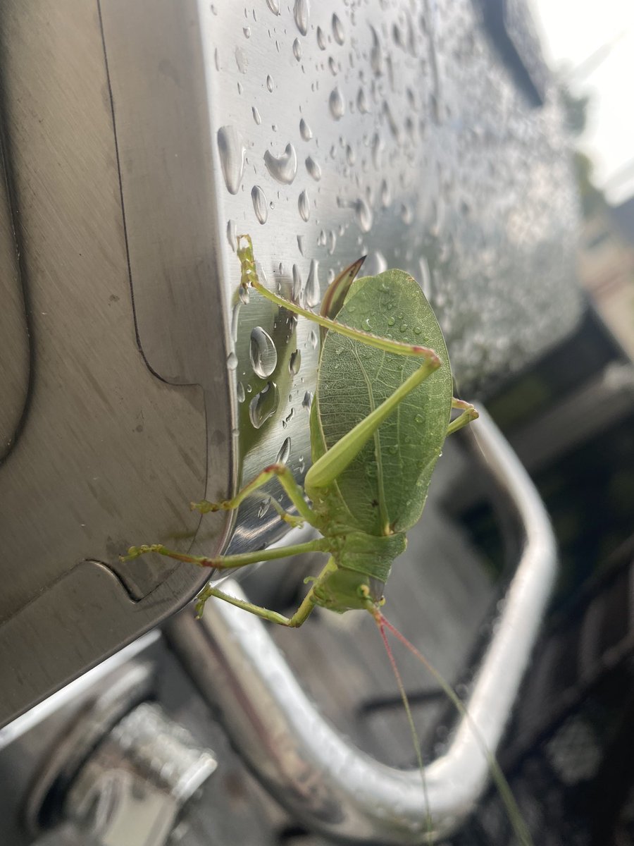 RodentBonez's tweet photo. katydid moment https://t.co/St4ONQ7MoE
