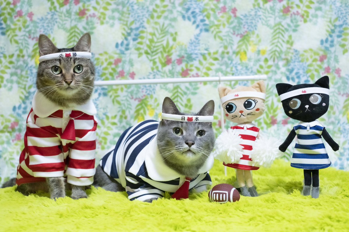 ラグビーワールドカップいよいよ開幕🏉
頑張れ、日本っ🇯🇵✨
みんにゃでエールを送ります📣💕
#ラグビーワールドカップ2023 
#ラガーにゃん
#ninonyan
#ゆずなつ
<a href="/ruggernyan/">ラガーにゃん【公式】</a> 
<a href="/ninonyan1/">ninonyan</a>