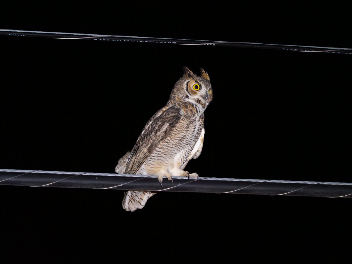 In addition to all the herps, the first half of our @BangorBioZoo field course in AZ has yielded some great flying critters too! 
->Blue-throated hummingbird, flame skimmer, Acorn woodpecker, and Great-horned owl! @BangorSNS @BangorHerps