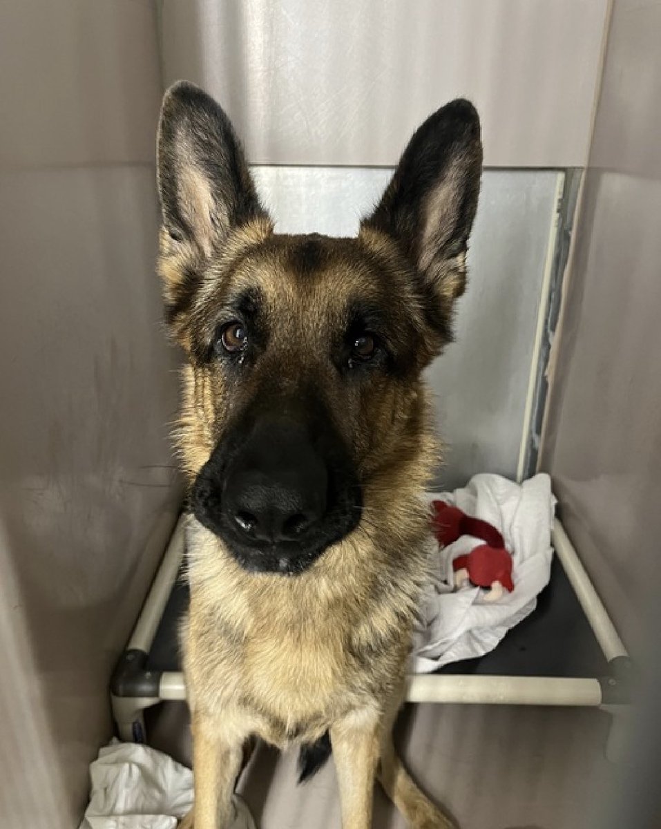 HOURS LEFT Ben 181401 is DELISTED in preparation TBK. Found underweight and tied to a post on SEP 1, he's been given no time to acclimatize and NYCACC wants him gone immediately. Four years old, he needs a  Northeast family with kids age 13+ to survive. Please pledge RT, DM