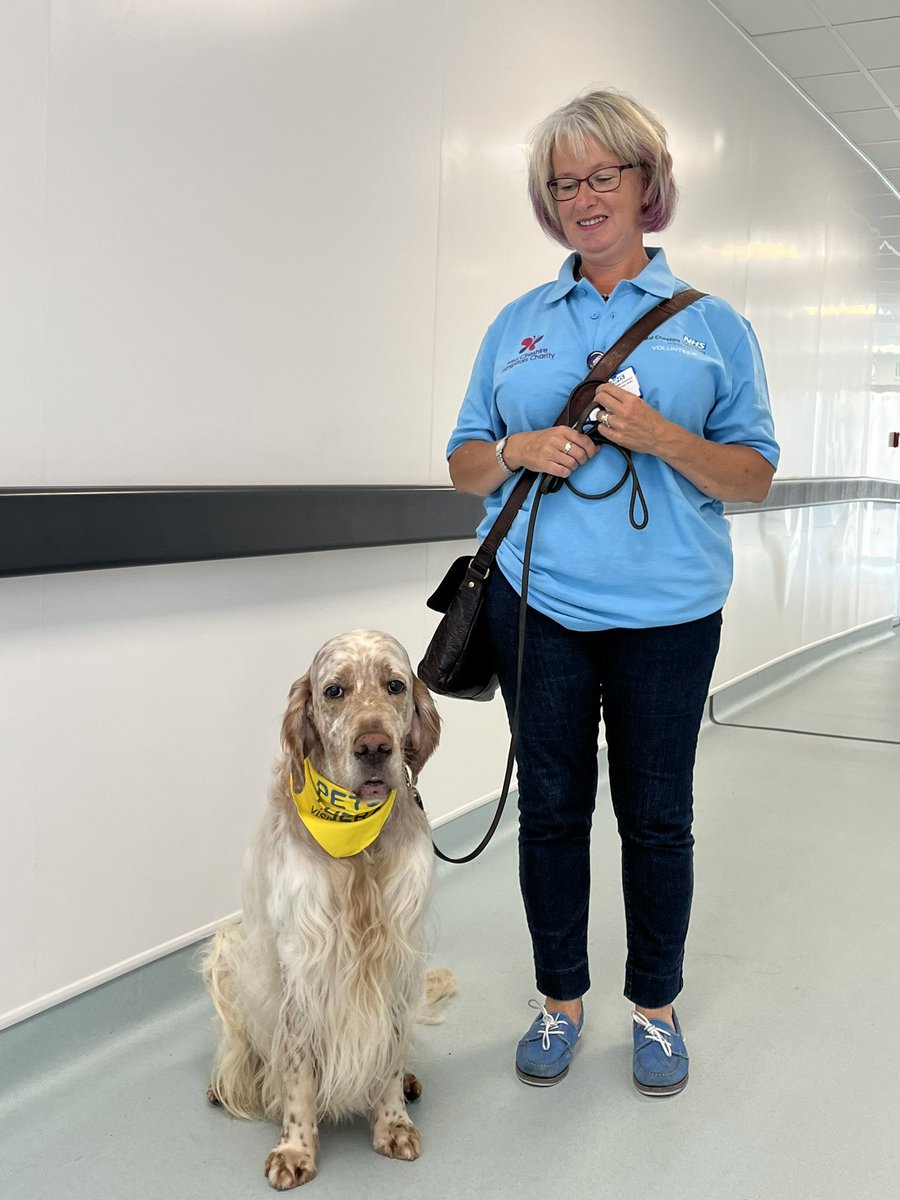 MCHFTVolunteers's tweet photo. We are excited to announce, Lucan a gorgeous @PetsAsTherapyUK English Setter has joined our team, along with owner @MidCheshireNHS volunteer Jane. Wonderful first visit on Ward 27 yesterday. https://t.co/UiLmbD4SOe