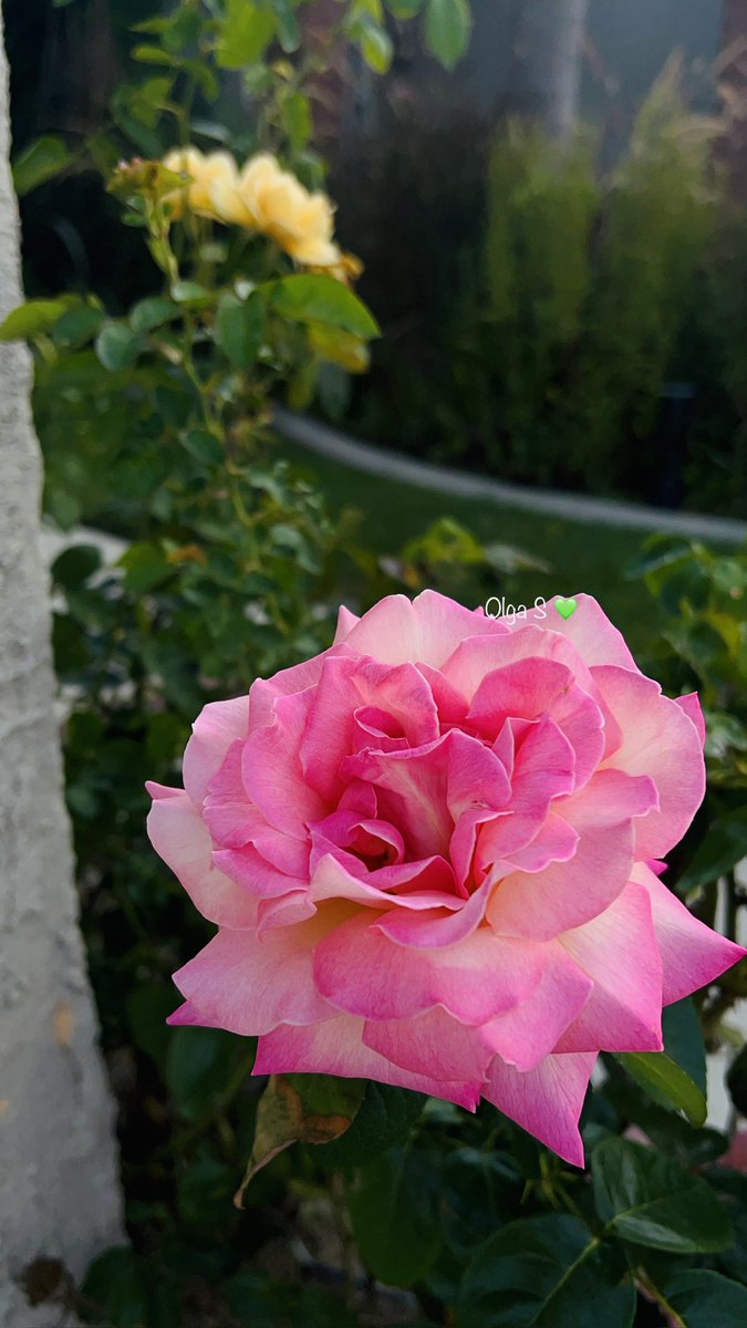 Olga49840334's tweet photo. My beautiful two tone rose 🌹 🍃🌸

             📸 By Me 💚 https://t.co/CwYSk4TUXT