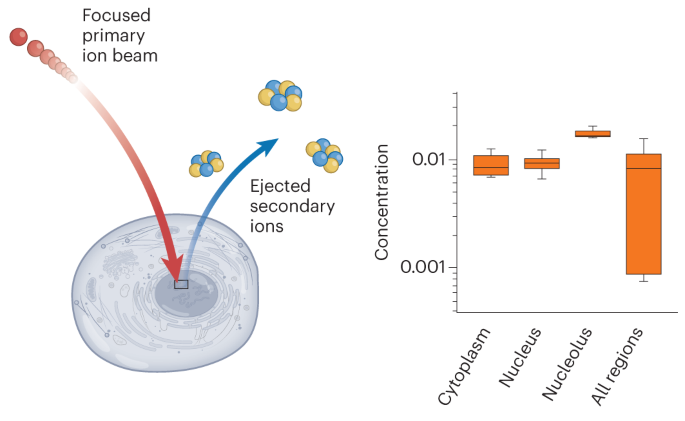 NatMetabolism's tweet photo. Online now! Subcellular quantitative imaging of metabolites at the organelle level https://t.co/Hi5CGnUwIc https://t.co/YPGMJhmyAQ