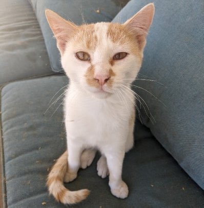 Full metal records cat fo today