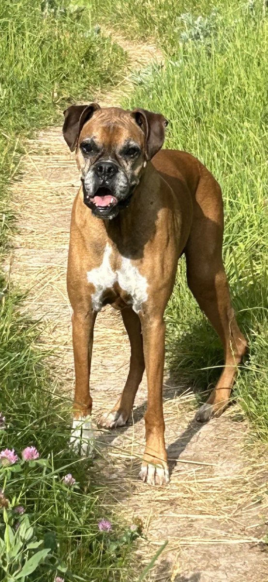 Flinner's tweet photo. @damemaggiedog So sorry for your loss, she will be meeting my love, Jackson, lost him last week❤️‍🩹 https://t.co/fcSUjdZ4er