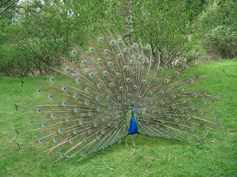 CongoView's tweet photo. #KaribuCongo: Espèce découverte en 1936 qui présente des caractéristiques des #Paons et des #Pintades, Le #Paon du #Congo est l’une des découvertes ornithologiques les plus passionnantes du siècle dernier. https://t.co/0hfC1KAb9b