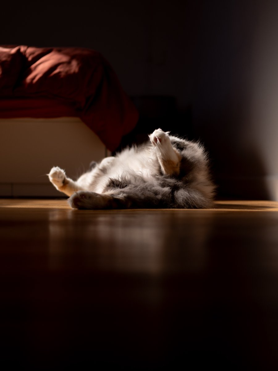 rawrycat's tweet photo. Almost Friday 😴 https://t.co/iErcPYOTBM