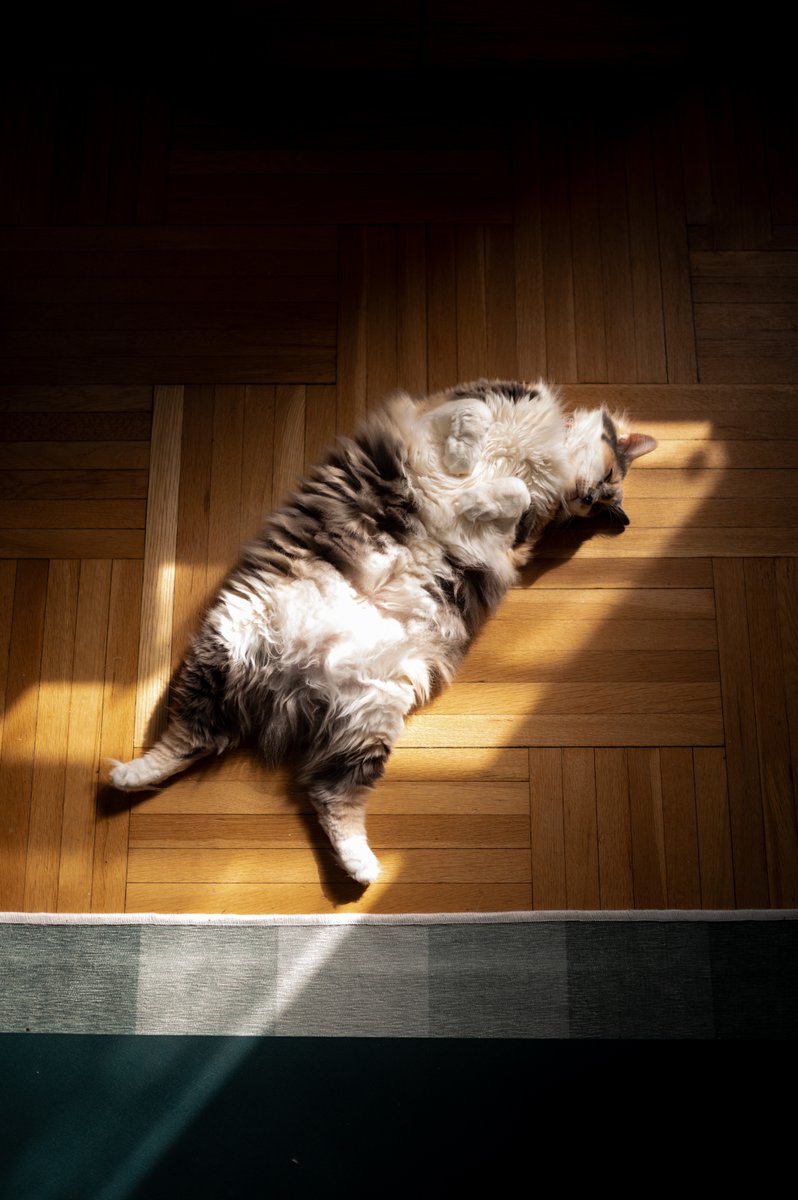 rawrycat's tweet photo. Almost Friday 😴 https://t.co/iErcPYOTBM