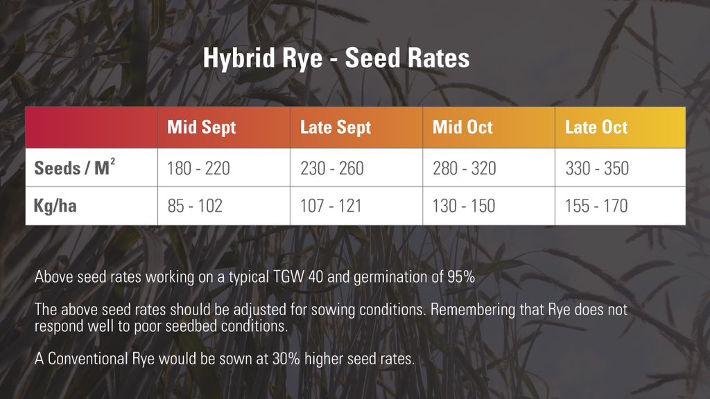 behind_the_seed's tweet photo. Want to maximize your biogas production with @Elsomsseeds @SaatenUk Hybrid Rye? 🌾 Start with the right sowing date! Plant between mid-September and late October for optimal results. 📅 Adjust seed rates from 180 to 350 seeds/m² based on sowing time. #HybridRye #BehindTheSeed https://t.co/8GXa3mGuNe