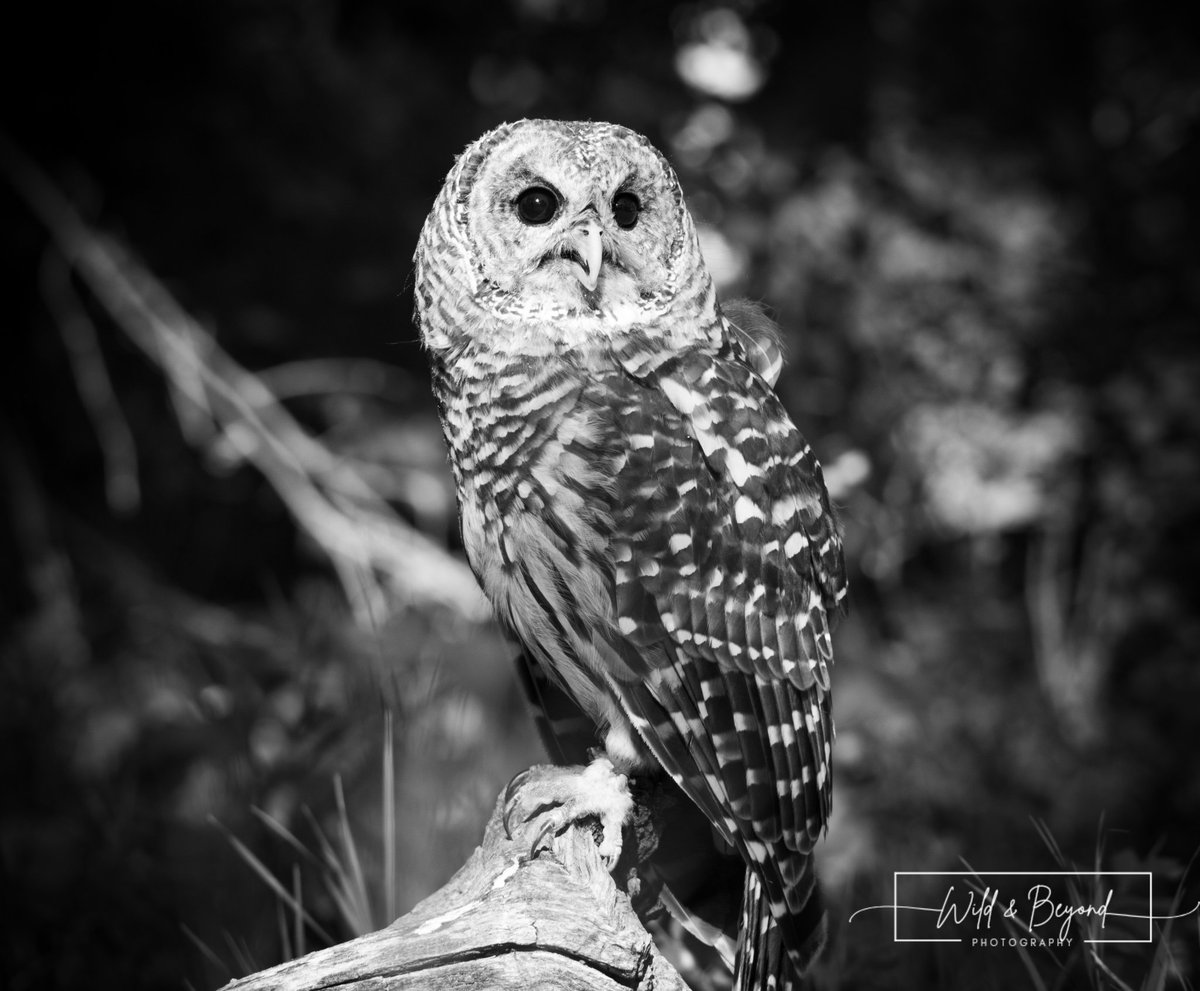 A lovely Barred Owl perched & surveying her surroundings. 🖤
***
#BarredOwl #Owls #BlackandWhitePhotography #WildlifePhotography #WildandBeyondPhotography #BirdsOfTwitter #BirdsOfPrey