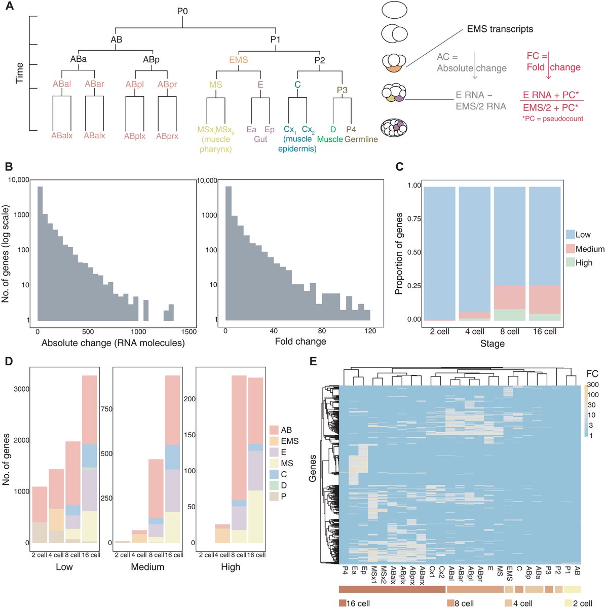 PennMedCSO's tweet photo. New research out in @ScienceAdvances examines transcript accumulation rates in the early Caenorhabditis elegans embryo ft. @CestLaPri, Cameron Watkins &amp; @jisaacmurray (@PennGenetics) https://t.co/IdA7cXJwRr https://t.co/cfIXNWv8Mz