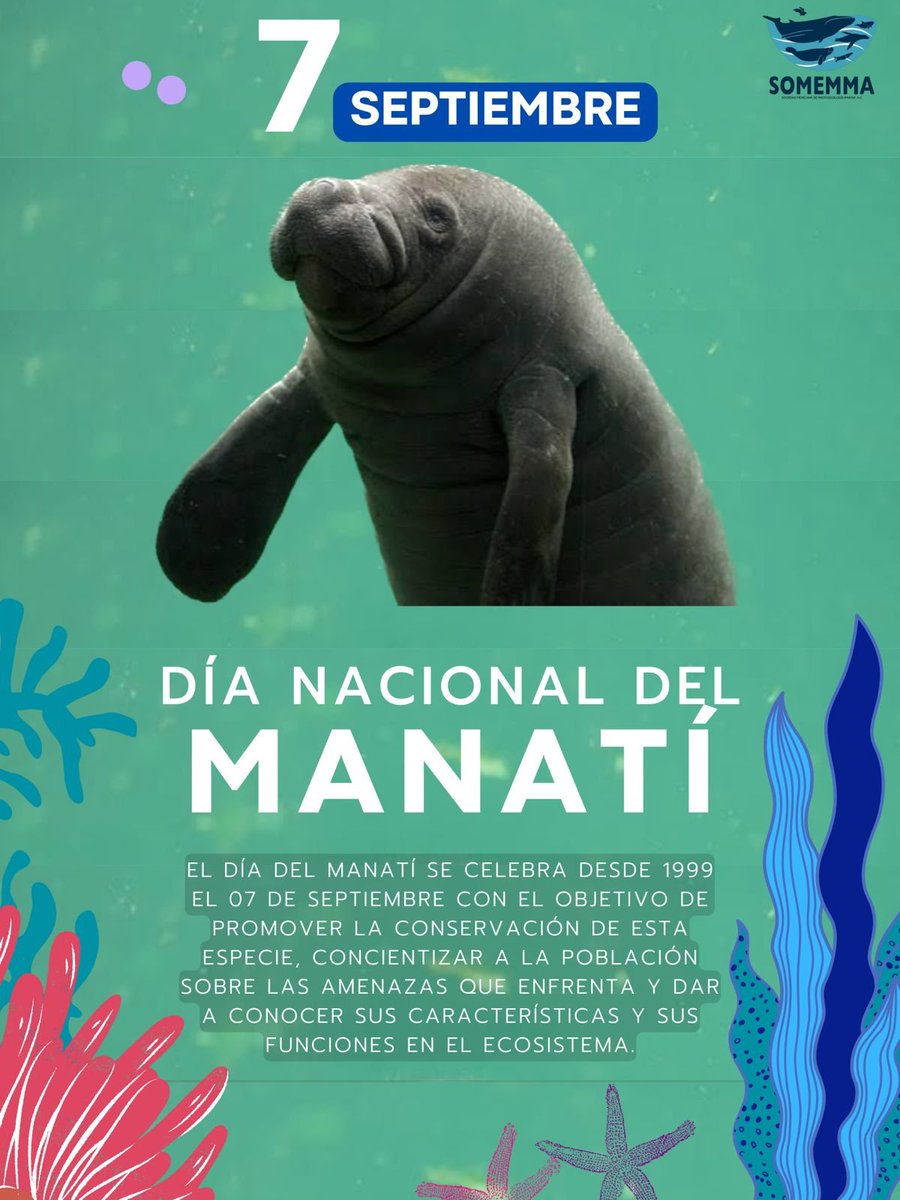 N_CastelblancoM's tweet photo. Hoy es 7 de septiembre #DíaInternacionaldelManatí. Muchos países que tenemos la fortuna de contar con manatíes en nuestros ríos, lagunas y costas nos unimos hoy para concientizar sobre la importancia de estas especies. #MesdelManatí2023 https://t.co/7lvXdr4749