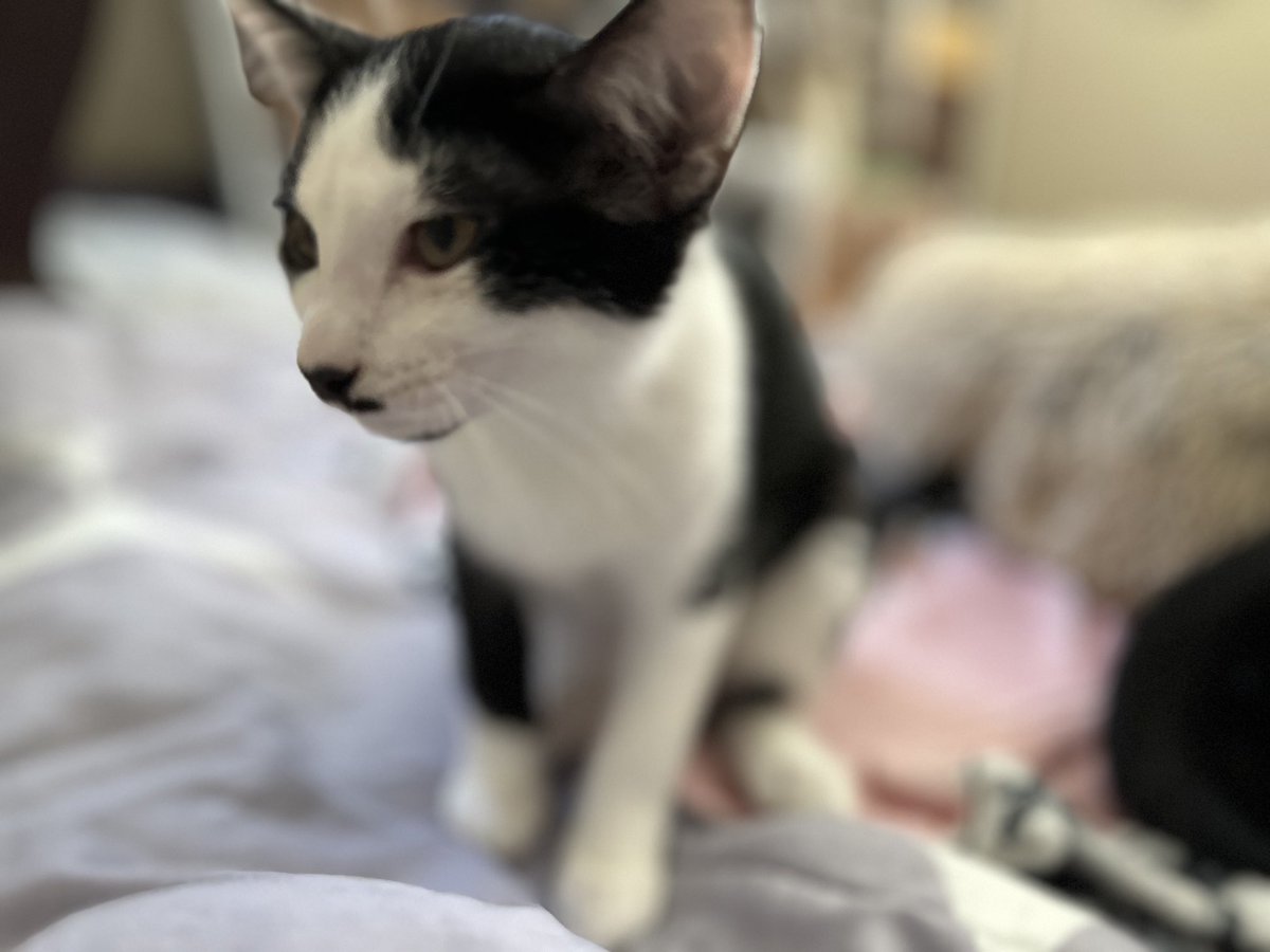 BonneHellcat66's tweet photo. They’re where indomitable cuteness intersects with massive trouble to create a Cat5 kitticane🌀❤️🔥🐾 #XKittens #XCats #AdoptDontShop #CatsOfX https://t.co/QZMhxZiNHJ