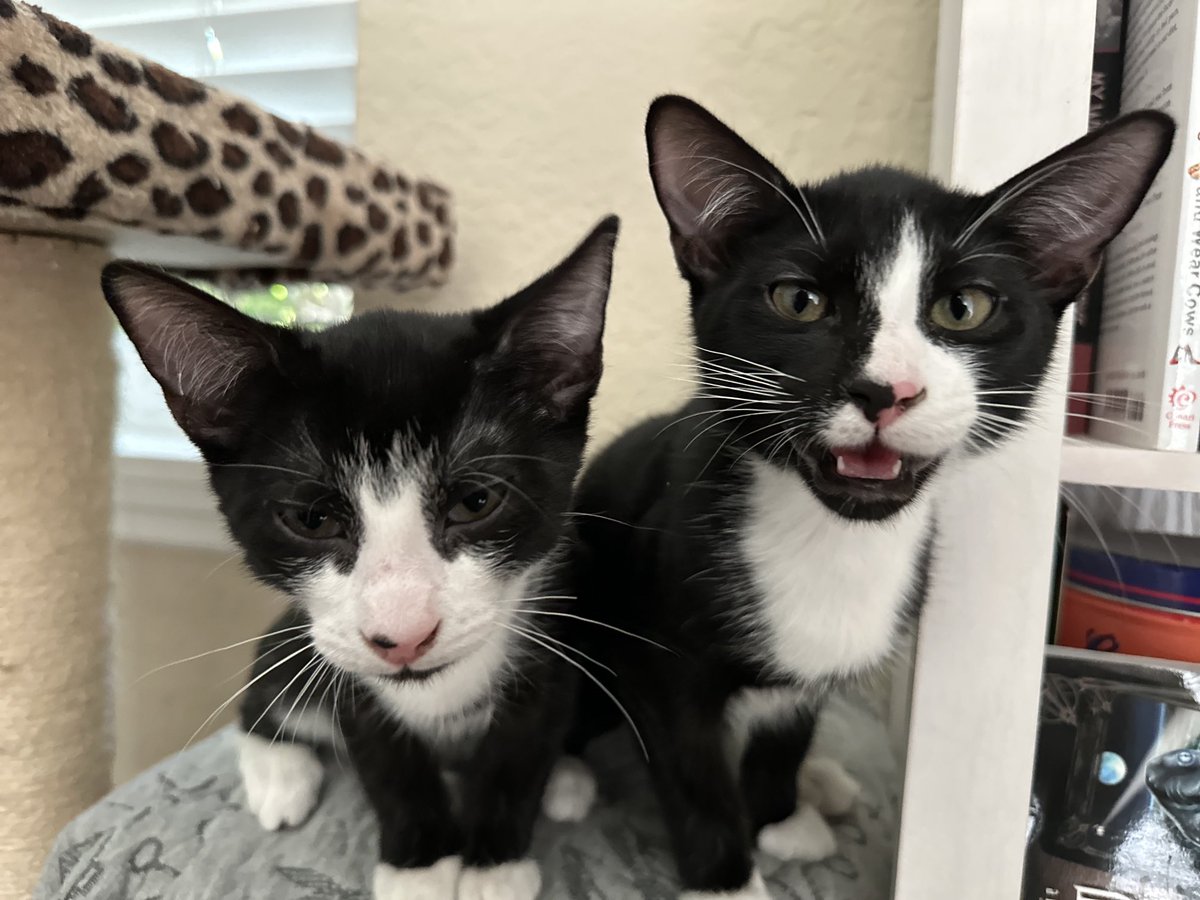 BonneHellcat66's tweet photo. They’re where indomitable cuteness intersects with massive trouble to create a Cat5 kitticane🌀❤️🔥🐾 #XKittens #XCats #AdoptDontShop #CatsOfX https://t.co/QZMhxZiNHJ