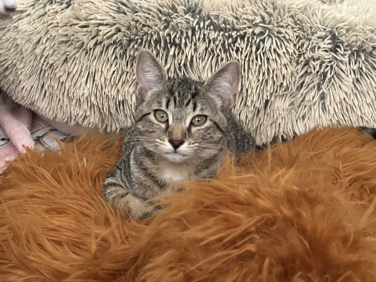 BonneHellcat66's tweet photo. They’re where indomitable cuteness intersects with massive trouble to create a Cat5 kitticane🌀❤️🔥🐾 #XKittens #XCats #AdoptDontShop #CatsOfX https://t.co/QZMhxZiNHJ