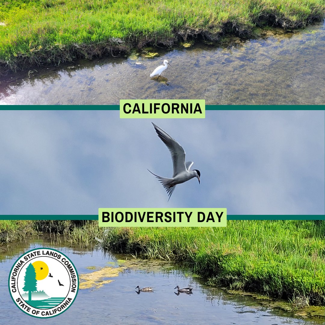 CAStateLands's tweet photo. The effort to conserve 30% of CA lands &amp; coastal resources by 2030 is all about biodiversity. We couldn't be prouder to be part of this effort &amp; to showcase &amp; protect CA's abundant biodiversity every day, but especially on this #CABiodiversityDay! ➡️  https://t.co/D9J1LmUUUr https://t.co/Ur6yR8bKxQ