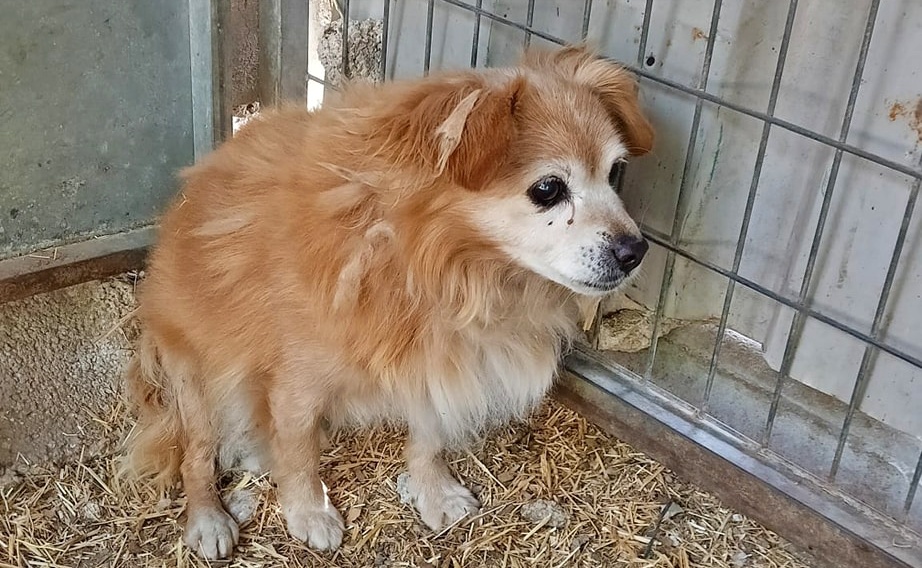 Compartimos rezando para que no sea un abandono....

Le conoces??? ¿Sabes de quién es??
Viejito sin chip en encontrado por la zona de La Loma, en TORRES DE COTILLAS #Murcia.

Por favor si alguien lo reconoce que escriba:
protectoradelastorres@gmail.com