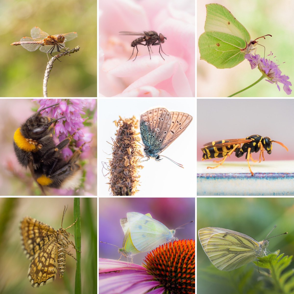 Hoi TwiX. Het gras IS groener onder de blauwe lucht. Ik heb nog invitatie code Bluesky voor oud-tweeps uit mijn tijdslijn. Gooi maar een DM mijn kant op. Hier nog wat plaatjes die ik maakte afgelopen tijd (als afleiding voor Elon). Ik zit blijkbaar in mijn pastel-fase. Baai! 👋