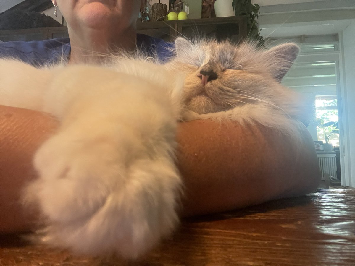 Kimi houdt van slapen in de armen van de tweevoeter…