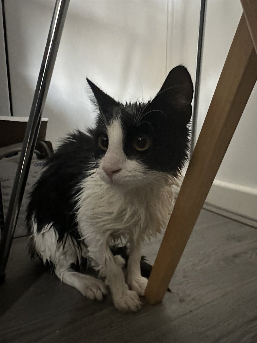 TheHoodedClaw66's tweet photo. Another kitten arrives. The kid’s playing outside saw it and knocked.
only small, its probably fell in a pool or pond bit we will knock around and see if anyones lost a kitten.
its never ending here.
#CatsOfTwitter #KittenProblems https://t.co/Ro0W9tPexI