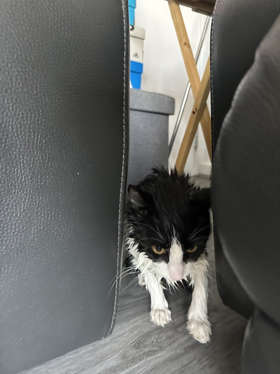 TheHoodedClaw66's tweet photo. Another kitten arrives. The kid’s playing outside saw it and knocked.
only small, its probably fell in a pool or pond bit we will knock around and see if anyones lost a kitten.
its never ending here.
#CatsOfTwitter #KittenProblems https://t.co/Ro0W9tPexI