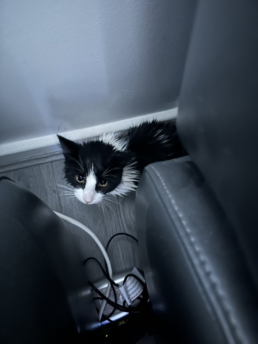 TheHoodedClaw66's tweet photo. Another kitten arrives. The kid’s playing outside saw it and knocked.
only small, its probably fell in a pool or pond bit we will knock around and see if anyones lost a kitten.
its never ending here.
#CatsOfTwitter #KittenProblems https://t.co/Ro0W9tPexI