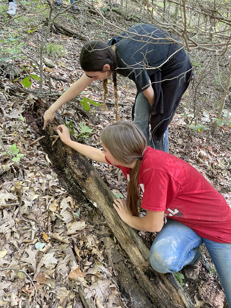 RoosterScience's tweet photo. Another great day of herping! We were lucky enough to come across several western slimy salamanders. Unfortunately, these aren’t the target species were after. However, it’s still cool to see their excitement when they find a salamander! https://t.co/xbNkdjFQCe