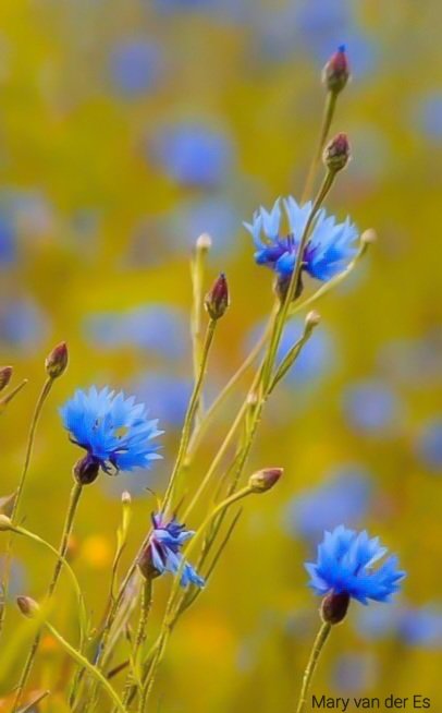 maryvanderes's tweet photo. #Dag2 van #fotochallenge, #fotozomerweken
Met het thema 12 : Bloei met #flowerpower, de kracht van bloemen.
#Korenbloem #Centaurea_cyanus
#Cornflower.
En voor #fotochallenge #septemberWeer : #saffier #blauw . https://t.co/RnlzFQ6aVG