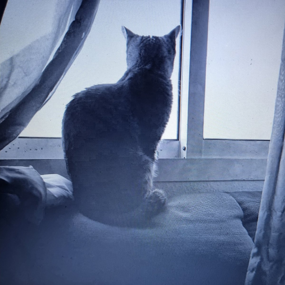 Suki se acerca a la ventana, curiosa, deseosa de atrapar a esa paloma que sobrevuela nuestro hogar.
Sé que, además de planear la dominación del mundo,  también piensa en el futuro.

Y sigo con mis cosas, mientras ella continúa suspirando por esa paloma que se aleja.

#newlife