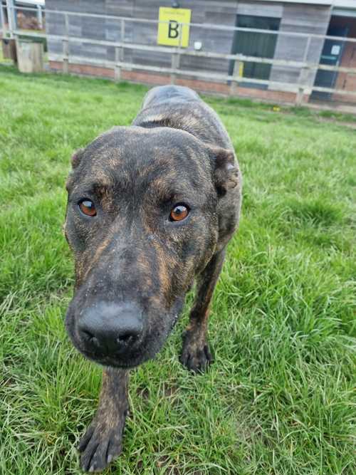 AdoptionsUk's tweet image. Please retweet to help Bruno find a home #BIRMINGHAM #UK 
Large Crossbreed aged 3. He needs an active home that can go on with training. He may be able to live with another playful dog and older children that are ok with large dogs. 

DETAILS or APPLY👇 birminghamdogshome.org.uk/dogs/bruno-cro……