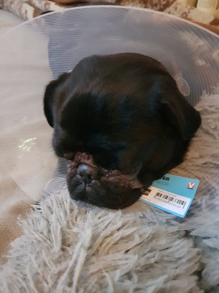 Taya 📯 tweet media