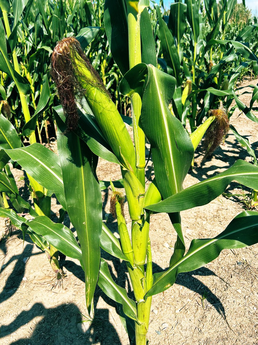 How many cobs do you count? 🌽 
#glgtour2023