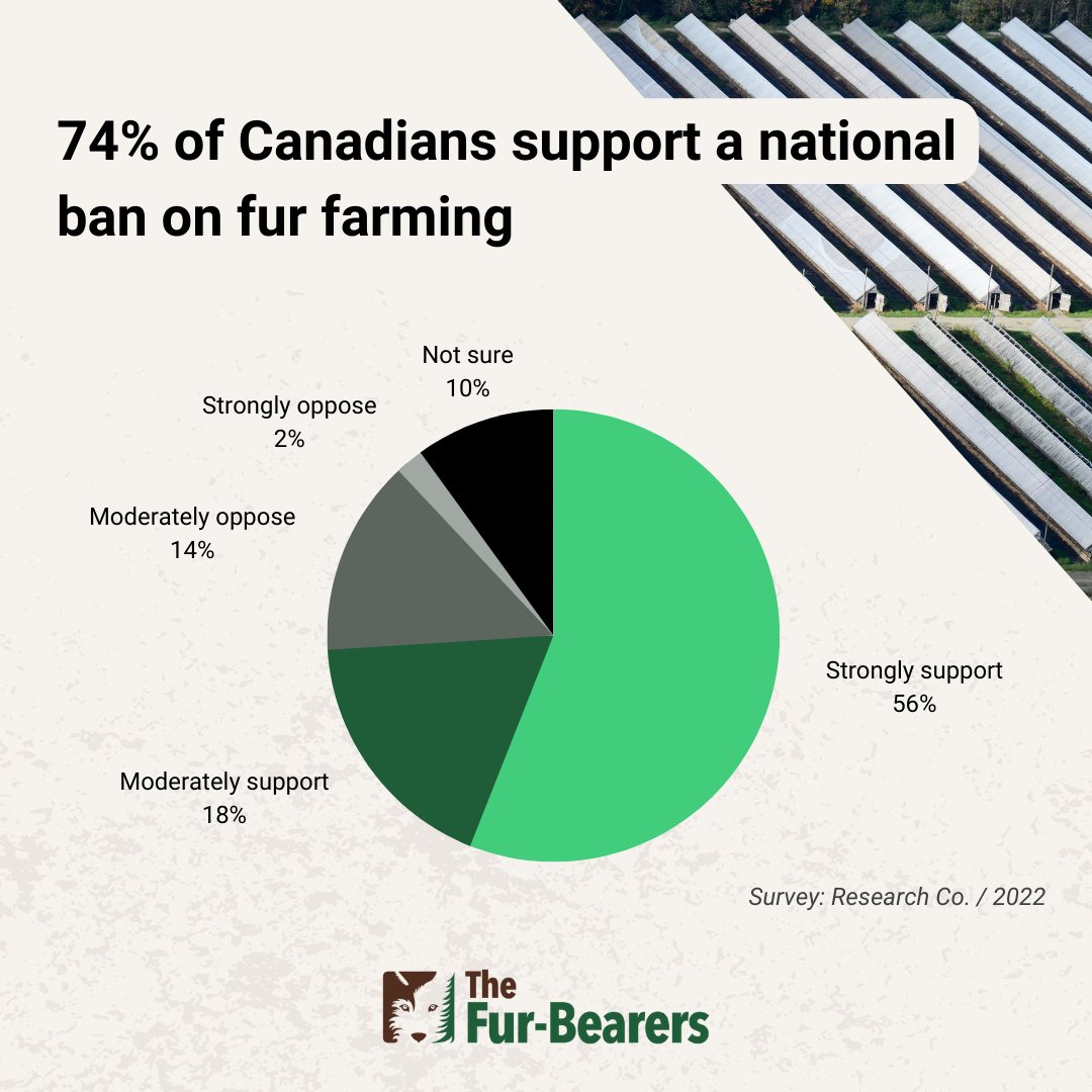 Are fur farms humane? Canadians have made their opinions abundantly clear in multiple polls. Check out the results of numerous surveys (buff.ly/3PtSyxd) and let us know what you think. #MakeFurHistory #furfarms #CDNpoli #wildlife