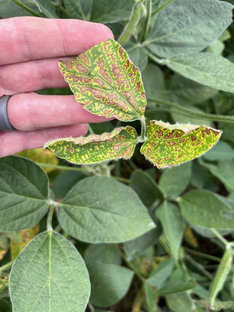 StollerReid's tweet photo. SDS has been very easy to find this week. You can see 3 bu loss without even seeing symptoms like we’re seeing this year. Root pic shows blue sporulation of fusarium virguliforme (causal pathogen of SDS) https://t.co/Cif2y3Wmri