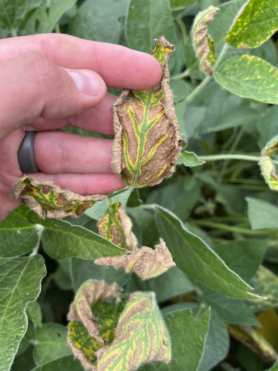 StollerReid's tweet photo. SDS has been very easy to find this week. You can see 3 bu loss without even seeing symptoms like we’re seeing this year. Root pic shows blue sporulation of fusarium virguliforme (causal pathogen of SDS) https://t.co/Cif2y3Wmri