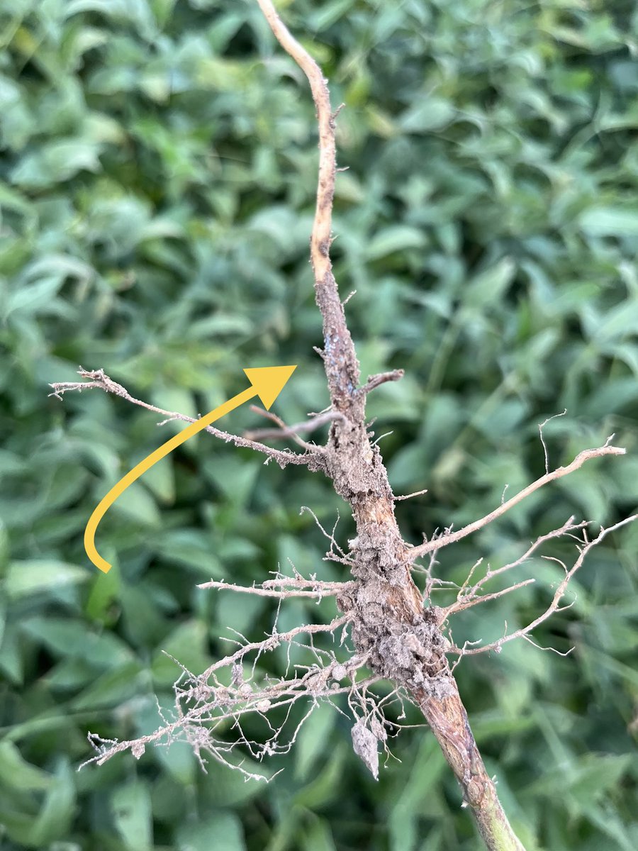 StollerReid's tweet photo. SDS has been very easy to find this week. You can see 3 bu loss without even seeing symptoms like we’re seeing this year. Root pic shows blue sporulation of fusarium virguliforme (causal pathogen of SDS) https://t.co/Cif2y3Wmri