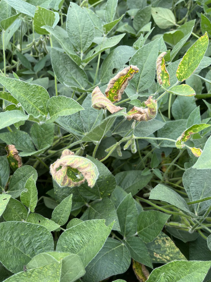 StollerReid's tweet photo. SDS has been very easy to find this week. You can see 3 bu loss without even seeing symptoms like we’re seeing this year. Root pic shows blue sporulation of fusarium virguliforme (causal pathogen of SDS) https://t.co/Cif2y3Wmri